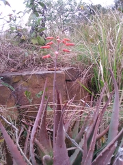 Aloe chabaudii
