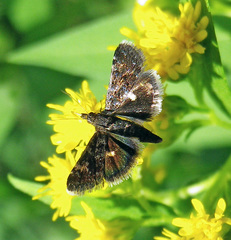 Heliothela wulfeniana