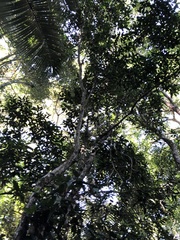 Eugenia brasiliensis