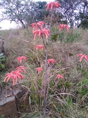 Aloe chabaudii