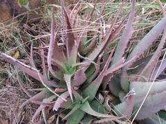 Aloe chabaudii