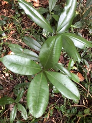 Eugenia brasiliensis