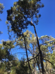 Callitris endlicheri