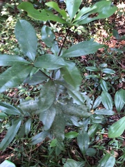 Eugenia brasiliensis