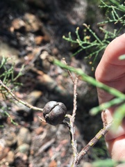 Callitris endlicheri