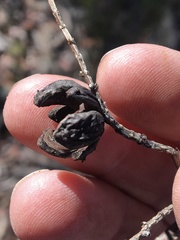 Callitris endlicheri