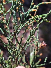 Callitris endlicheri