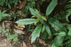 Daphniphyllum