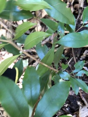 Eugenia candolleana