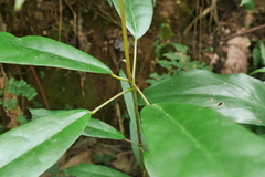 Daphniphyllum