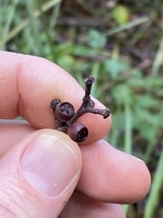 Eucalyptus carnea