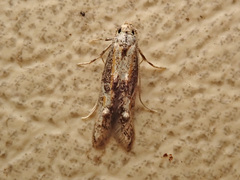 Blastodacna atra