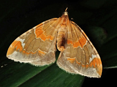 Eulithis pyropata