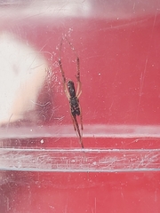 Episinus angulatus