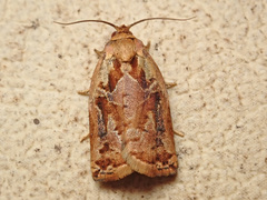 Archips oporana