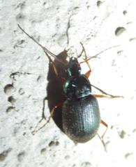 Chlaenius laticollis