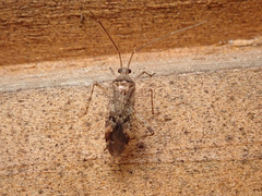 Phytocoris intricatus
