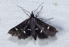 Diasemiodes nigralis