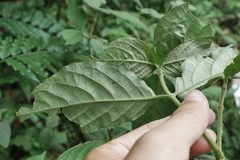 Achyranthes bidentata