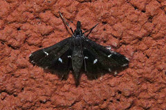 Diasemiodes nigralis