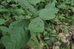 Achyranthes bidentata