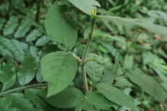 Achyranthes bidentata