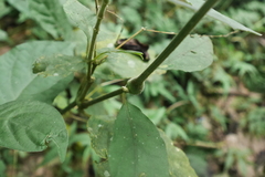 Achyranthes bidentata