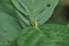 Achyranthes bidentata