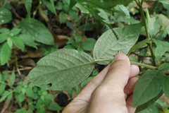 Achyranthes bidentata