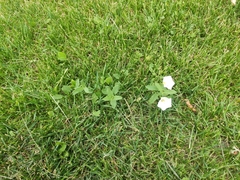 Convolvulus arvensis