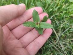 Convolvulus arvensis