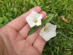 Convolvulus arvensis