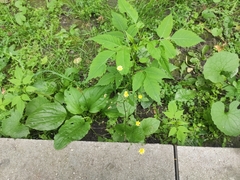 Lapsana communis