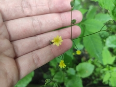 Lapsana communis