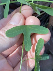 Passiflora aurantia aurantia