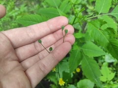 Lapsana communis