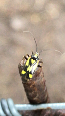 Grypocoris