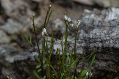 Cardamine lineariloba