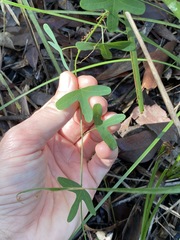 Passiflora aurantia aurantia