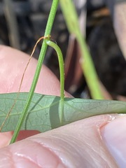 Passiflora aurantia aurantia