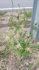 Astragalus inopinatus