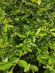 Pyracantha fortuneana