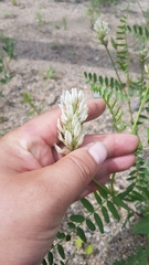 Astragalus inopinatus