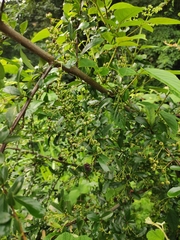 Pyracantha fortuneana