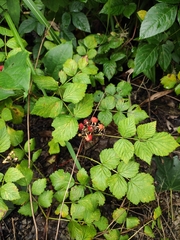 Rubus coreanus