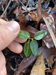 Leichhardtia coronata