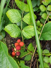 Rubus coreanus