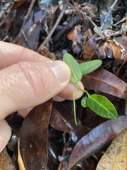 Leichhardtia coronata
