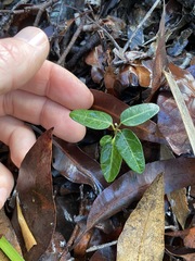 Leichhardtia coronata
