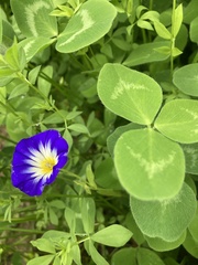 Convolvulus tricolor